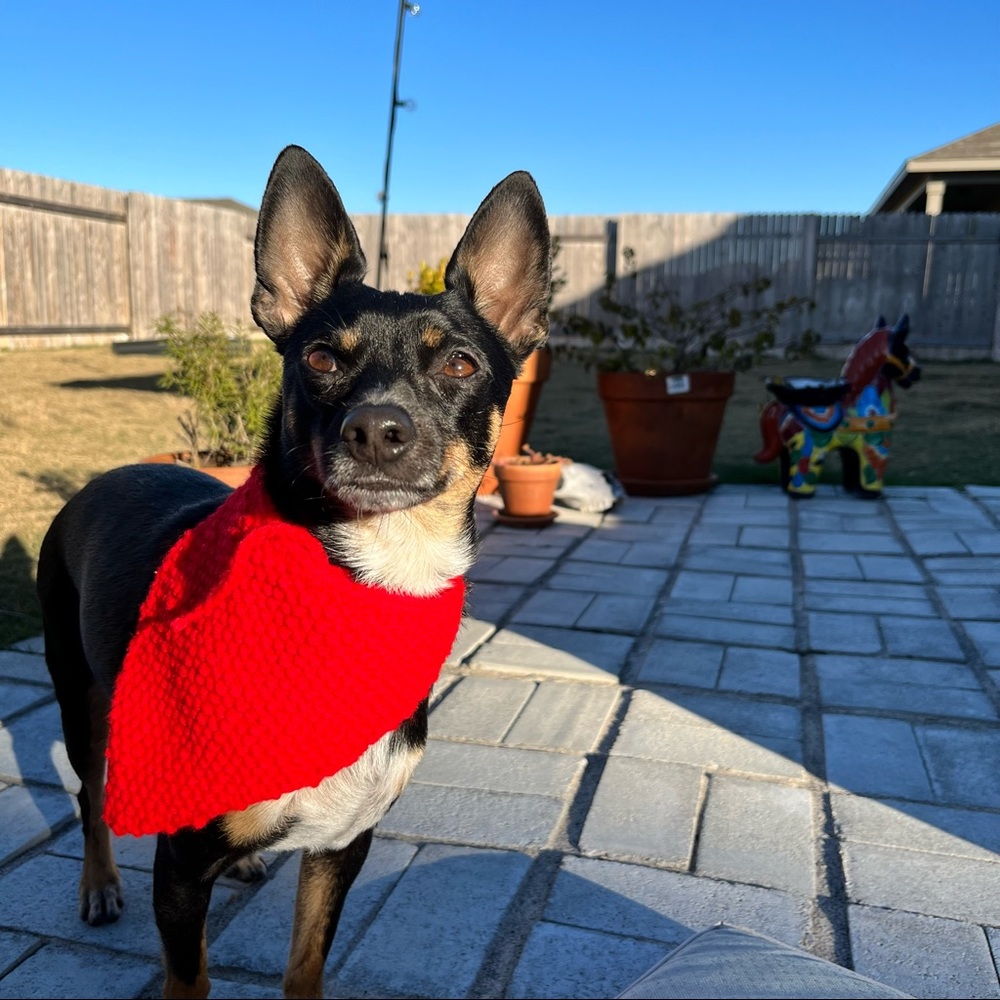 Dog Bandana Hand Knit in USA Western Dog Outfit Tie Scarf